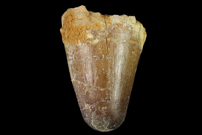 Cretaceous Fossil Crocodile Tooth - Morocco #140591